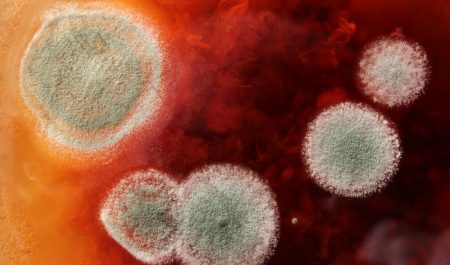 Плесень на пластиковых окнах – причины появления и способы устранения